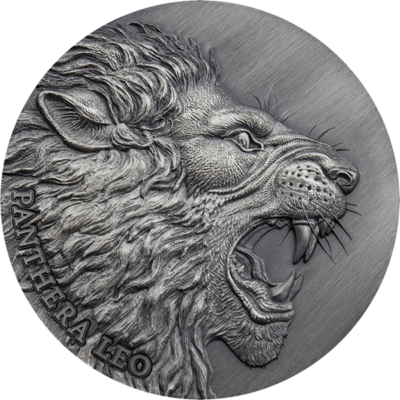 panthera-leo-expressions-of-wildlife